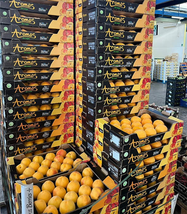 Percoche Cal.18 - Spagna - 1,80/2,50 euro al chilogrammo